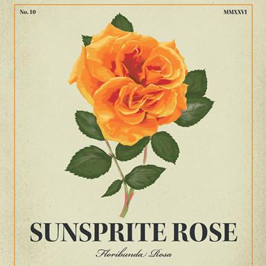 Sunsprite Rose beer artwork